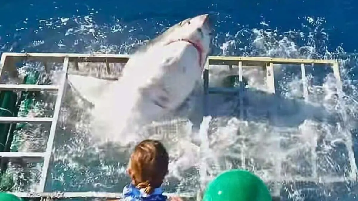 Diver Barely Escapes Great White
