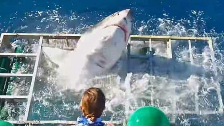 Watch: Diver Barely Escapes When Great White Shark Breaks Into Cage