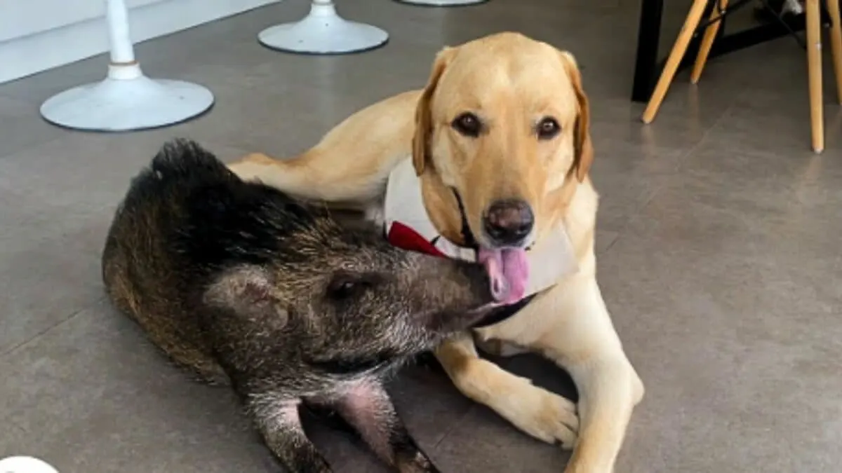 Wild Boar Grows Up Believing She's a Puppy