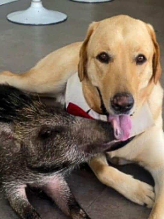 Adorable 2-lb Wild Boar Grows Up Thinking She&rsquo;s a Puppy!