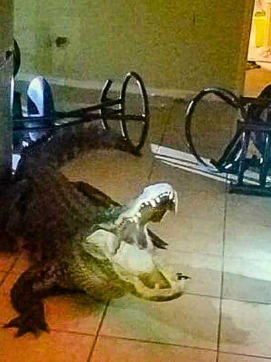 Watch: Alligator Breaks Into Florida Home and Steals Wine 