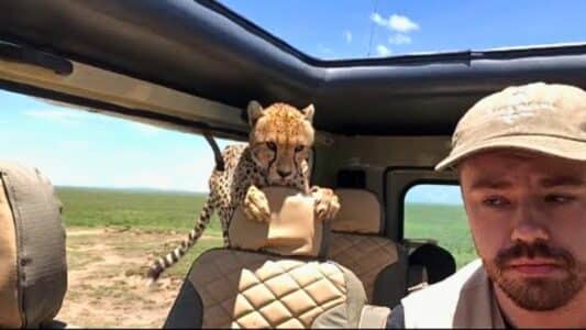 Watch: Cheetah Hops Into Safari Vehicle