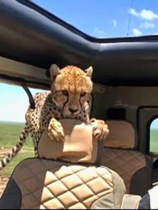 Cheetah Hops Into Safari Vehicle