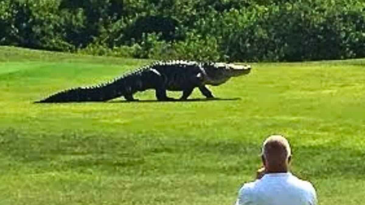 Gator Walks Across Florida Golf Course