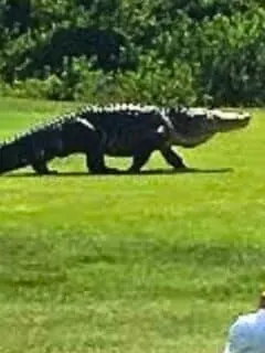 Gator Walks Across Florida Golf Course