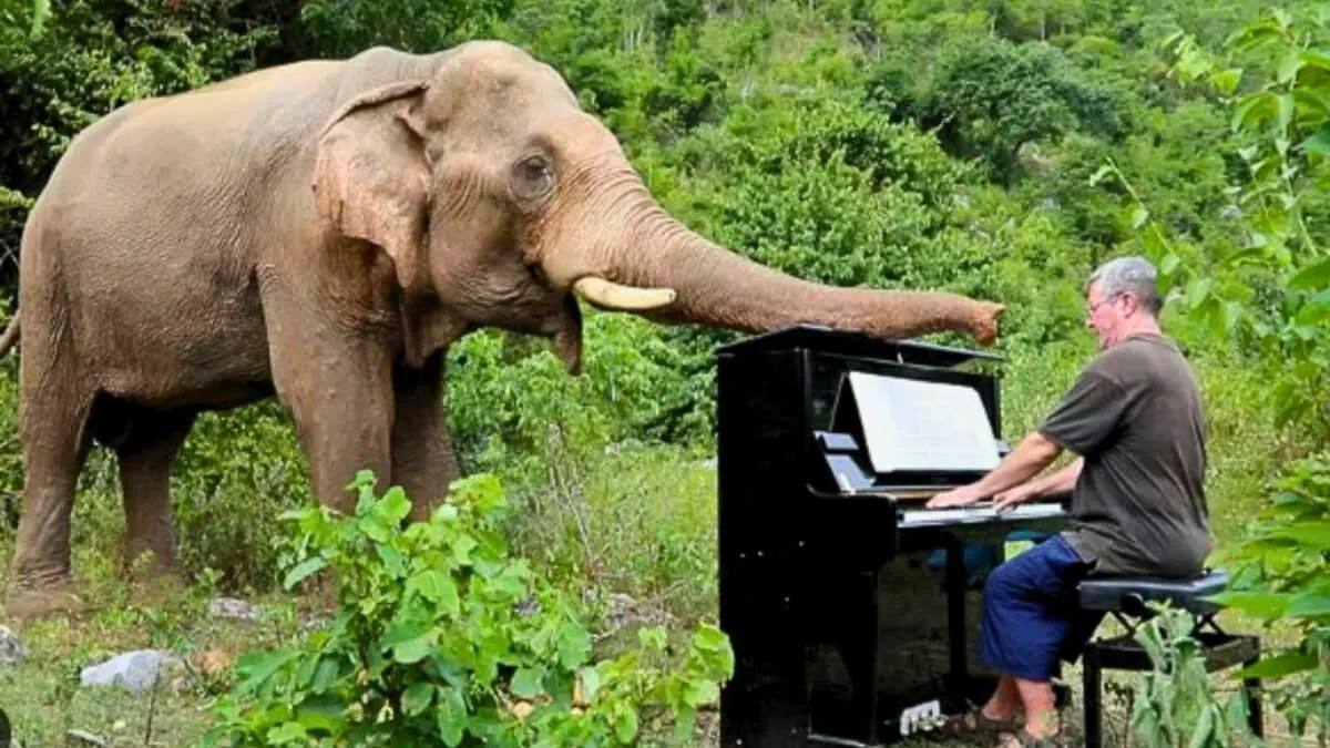 Rescued Elephant Reaction To Music