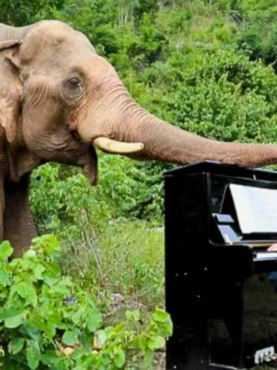 Young Elephant Has The Cutest Reaction To Man Playing the Piano