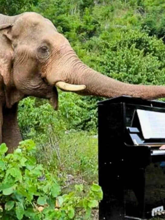 Rescued Baby Elephant Reacts to Music