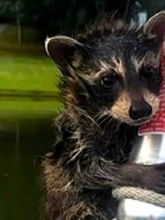 man rescues raccoon from lake