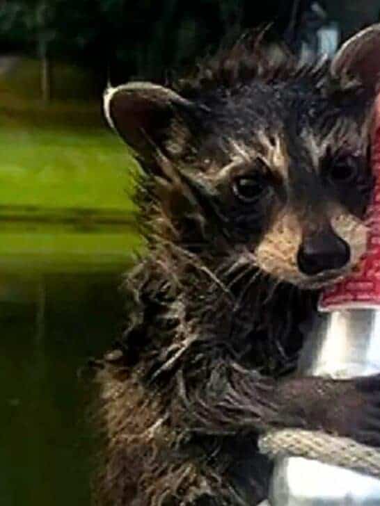 Man Rescues Raccoon from Lake