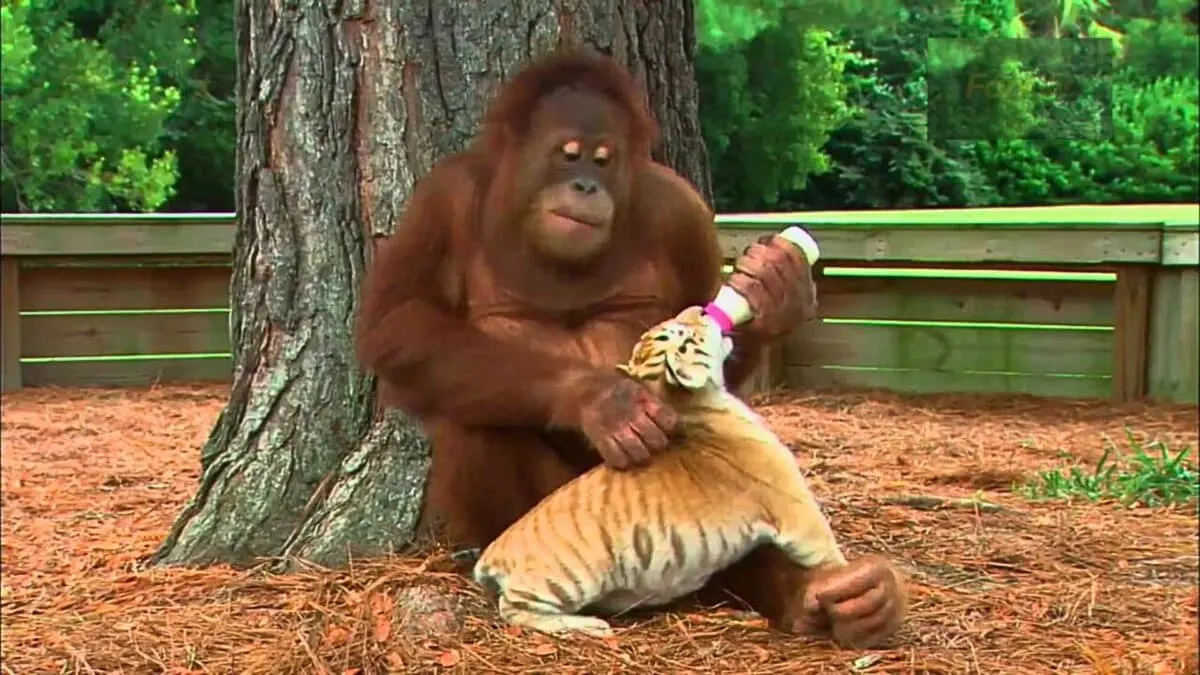 Orangutan Babysits Tiger Cubs