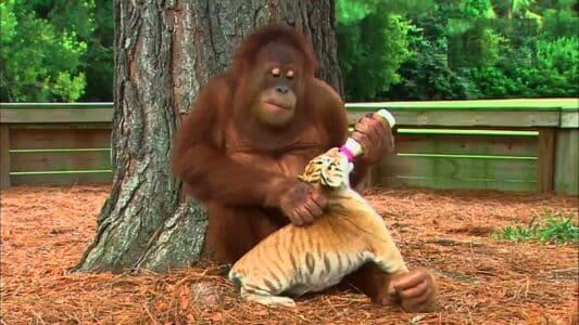 Orangutan Babysits Tiger Cubs