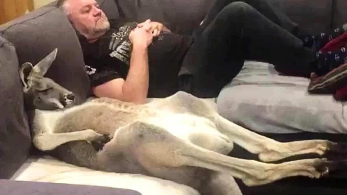 Kangaroo Insists on Daily Couch Cuddles