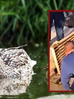 Firefighters Rescue Ducklings