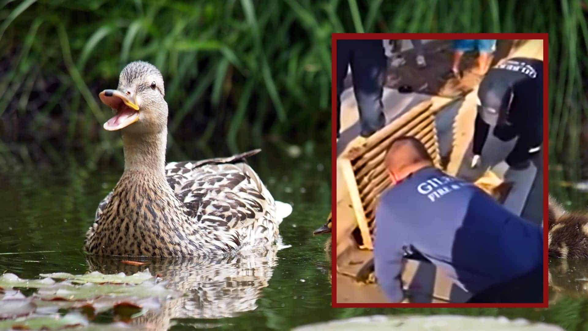 Firefighters Rescue Ducklings