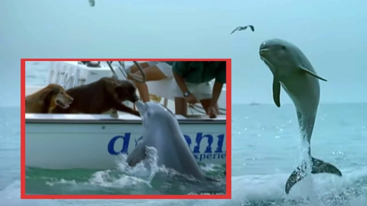 Dolphin Kisses Dog