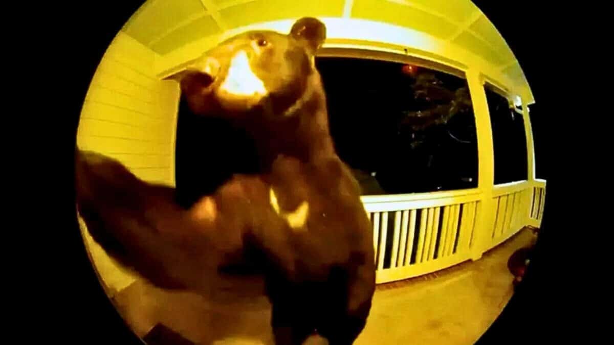 Bear Caught Ringing Doorbell