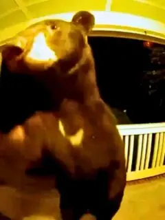 Bear Caught Ringing Doorbell