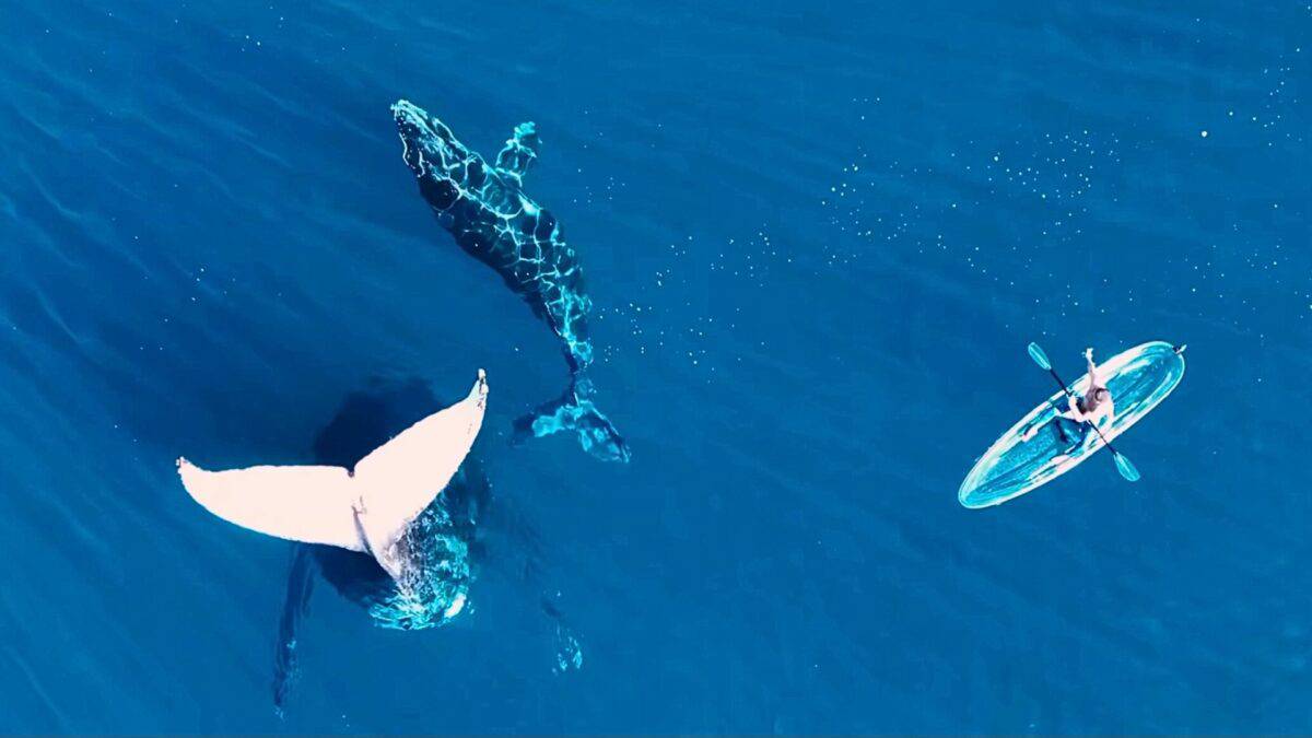 Humpback Whale Tail-Sailing