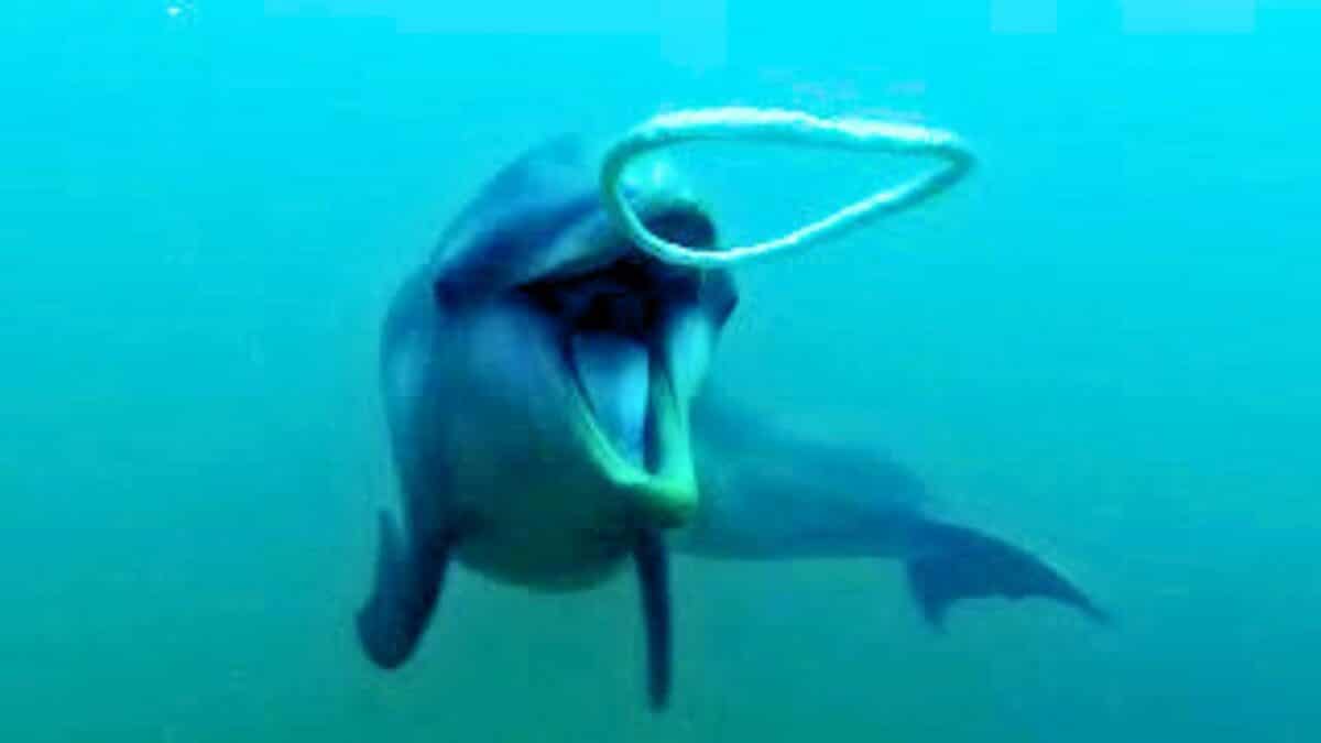 Dolphins React to Bizarre Bubbles