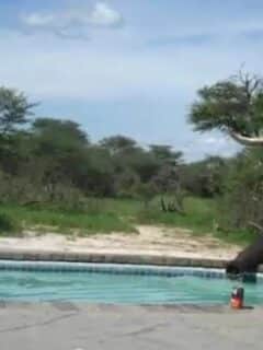 Elephant Crashes the Pool Party