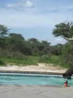 Elephant Crashes the Pool Party