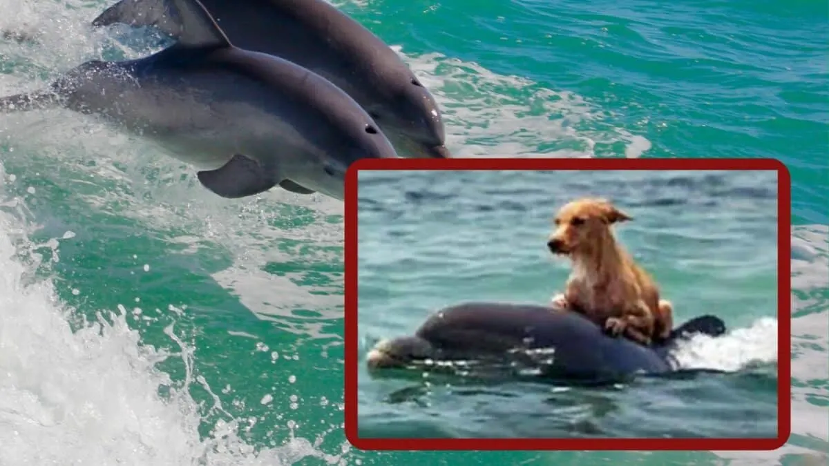 Dolphin Saves Dog