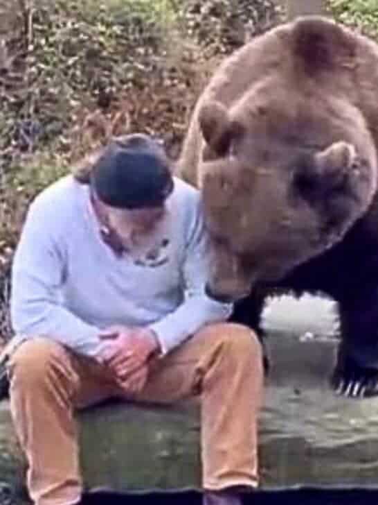 Man Chats With & Feeds a Brown Bear
