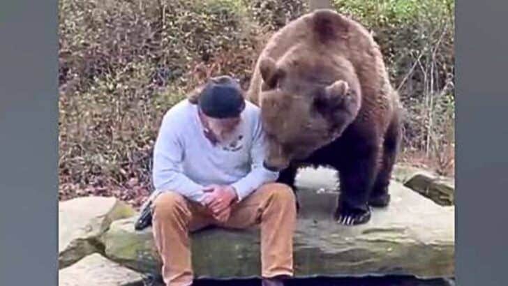 Watch Encounter: Man Talking To a Brown Bear and Feeding Him Treats
