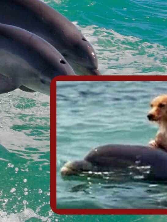 Watch: Dolphin Saves Dog That Fell Into The Sea From A Boat