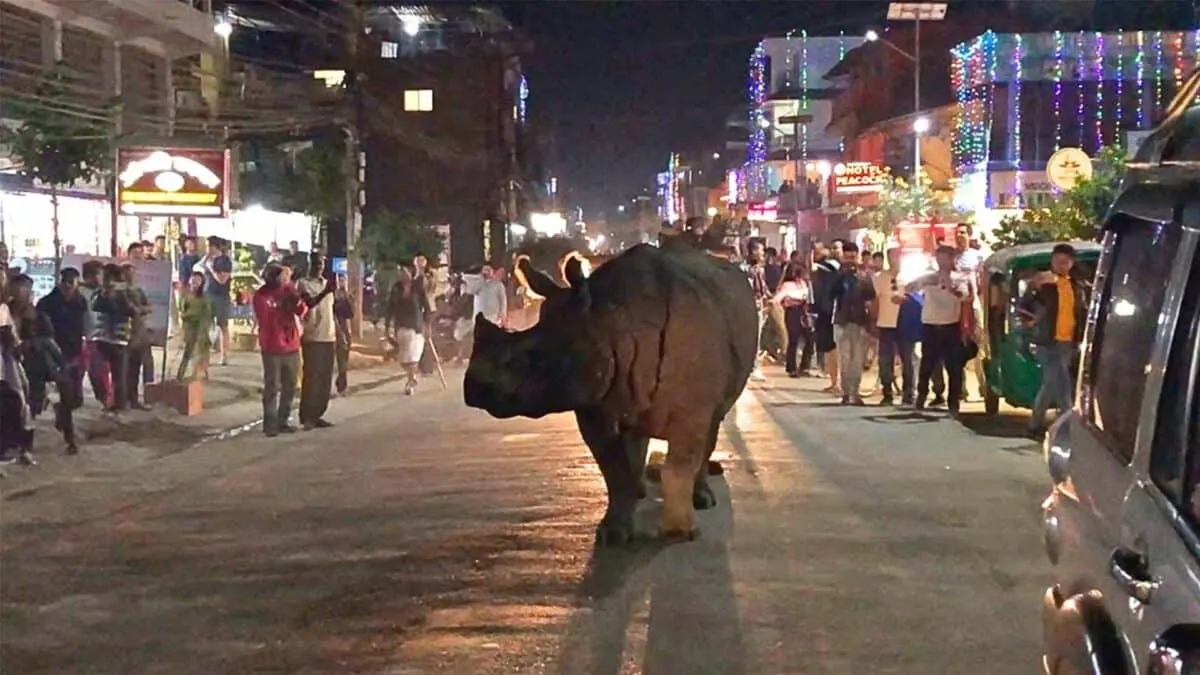 Rhino Takes Stroll Through Nepal Town