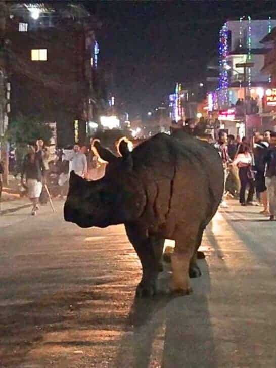 Rhino Takes Stroll Through Nepal Town