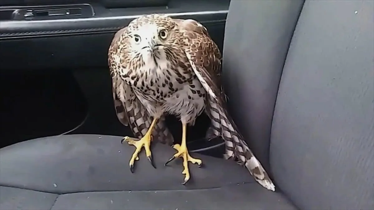 Hawk Hides from Hurricane in Taxi