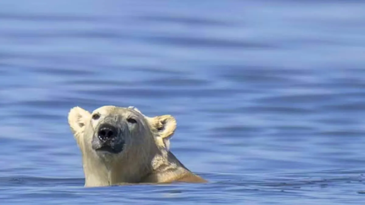 Polar Bear Found Swimming in Hudson Bay