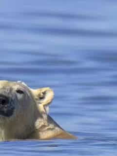 Polar Bear Found Swimming in Hudson Bay