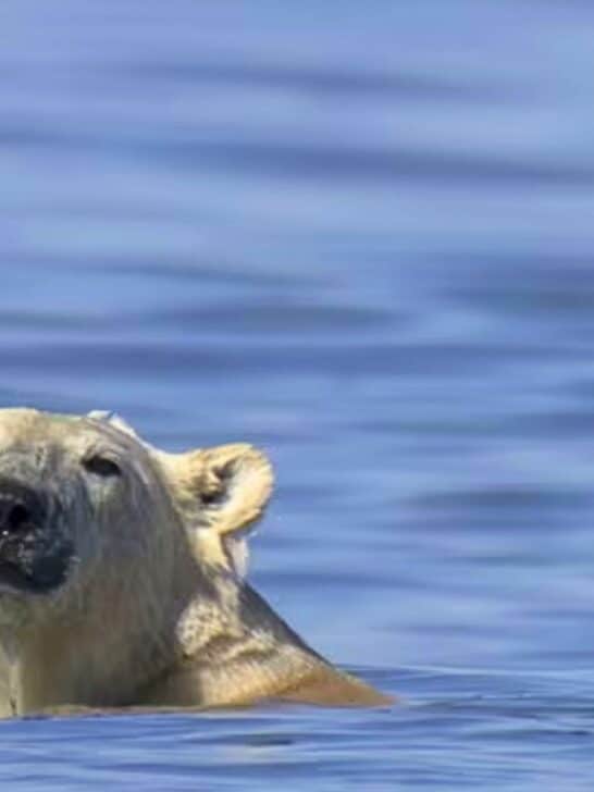 Scientists Discover a Polar Bear Found Swimming in Hudson Bay, Canada