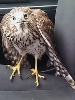 Hawk Hides from Hurricane in Taxi