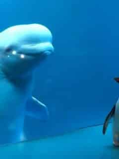 Whale Sees Penguin For The First Time