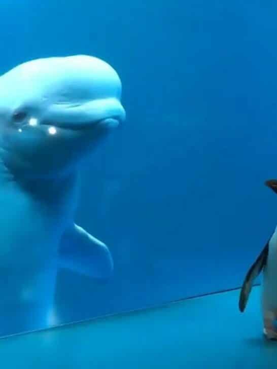 Beluga Whale And Penguin Meet For The First Time in Illinois