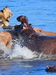 Stranded Lion Gets Attacked by Hippos