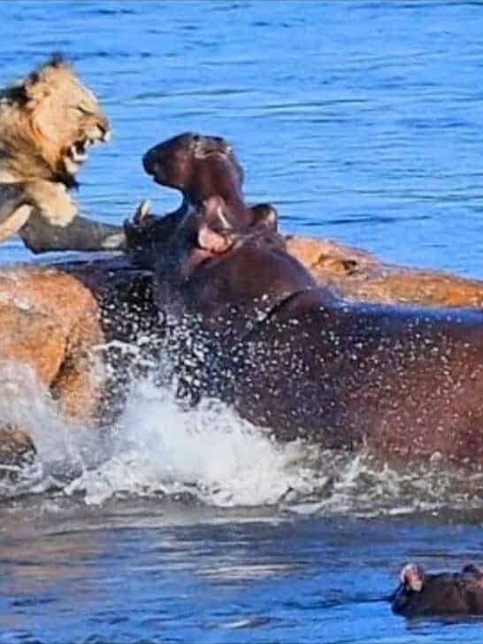 Stranded Lion Gets Attacked by Hippos