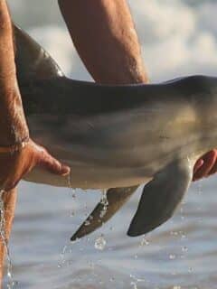 Man Saves a Baby Dolphin's Life