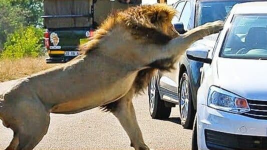 Watch: Lion Shows Tourists Why You Must Stay Inside Your Car