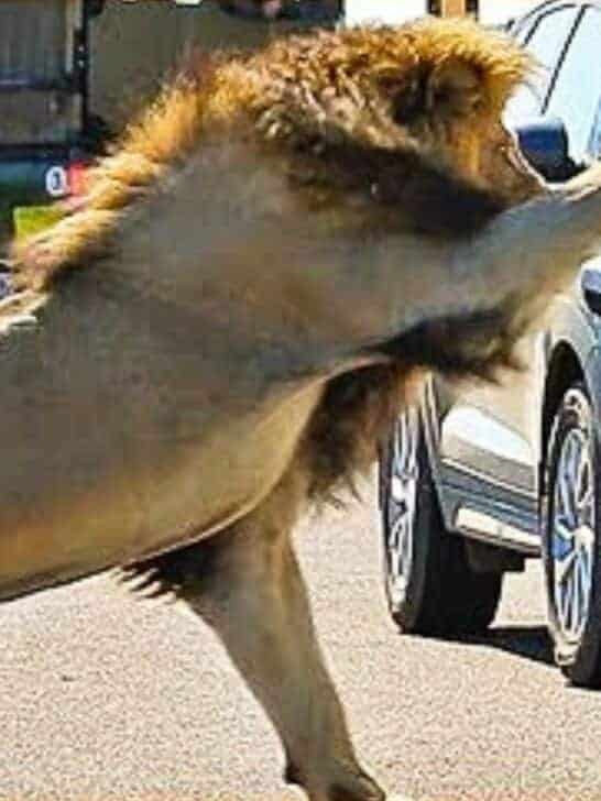 Lion Demonstrates Why You Must Stay Inside Your Car