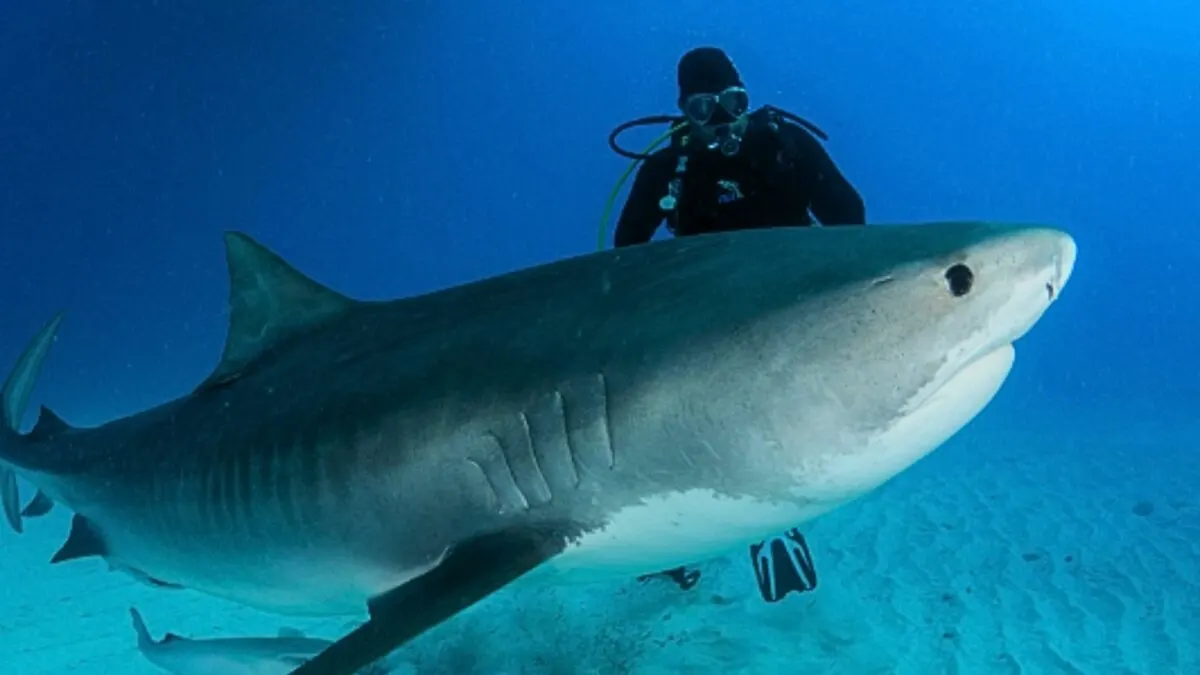 Meet the Man that Has Been Friends With a Tiger Shark