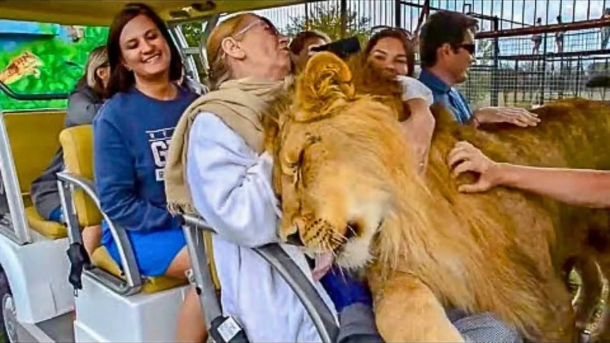 Warm Welcome From A Lion