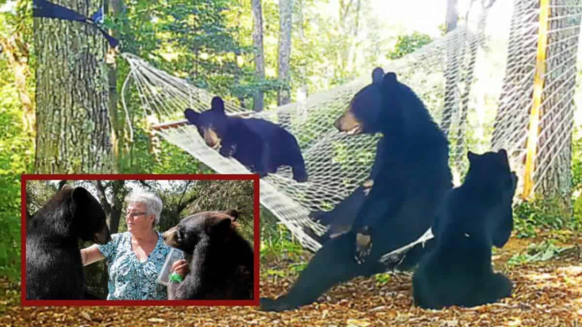 Woman Buys New Hammock For Bear Family