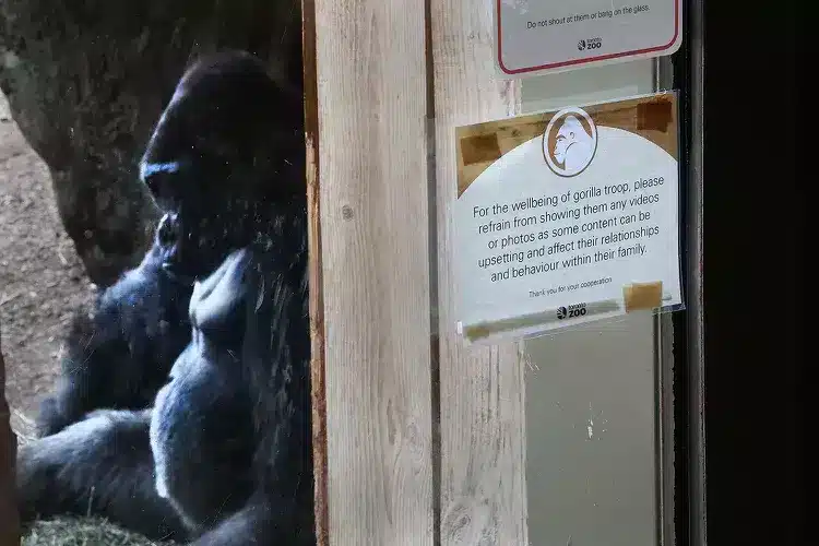 gorilla at toronto zoo