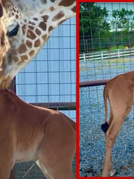 Birth of the World’s Only Spotless Giraffe at US Zoo