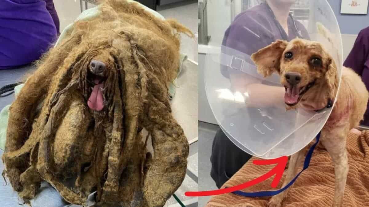 A dog was covered in 8 pounds of fur